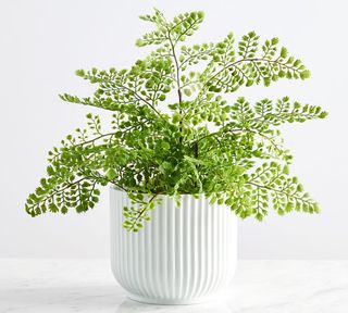 Pottery Barn + Faux Potted Maidenhair Fern