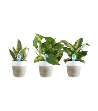 Costa Farms + Clean Air 3-Pack