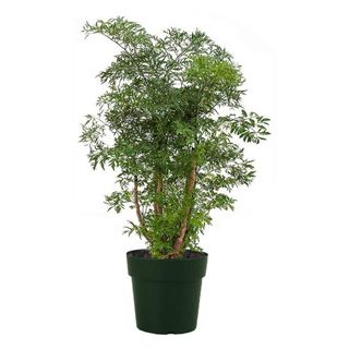 American Plant Exchange + Dwarf Ming Aralia Tree