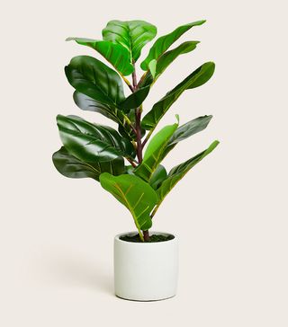 Marks and Spencer + Artificial Small Fig Leaf Tree in Pot