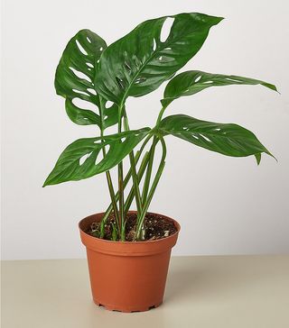 House Plant Shop + Monstera Adansonii Swiss Cheese Live Plant