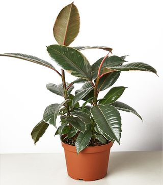 House Plant Shop + Ficus Elastic Tineke Live Plant