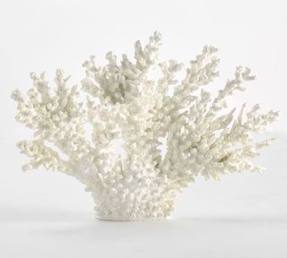 Pottery Barn + White Spike Coral