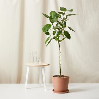 Bloomscape + Ficus Audrey