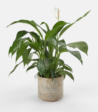 Soho Home + Peace Lily & Fractured Beige Pot