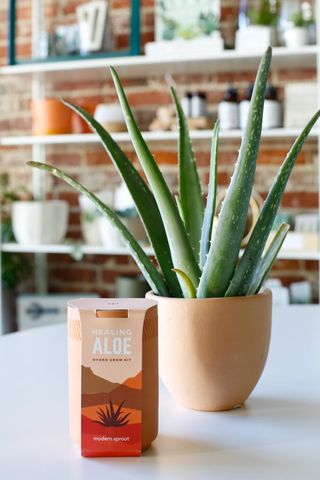 Folia Collective + Aloe Grow Kit
