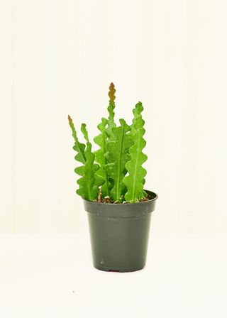 Rooted + Ric Rac Cactus