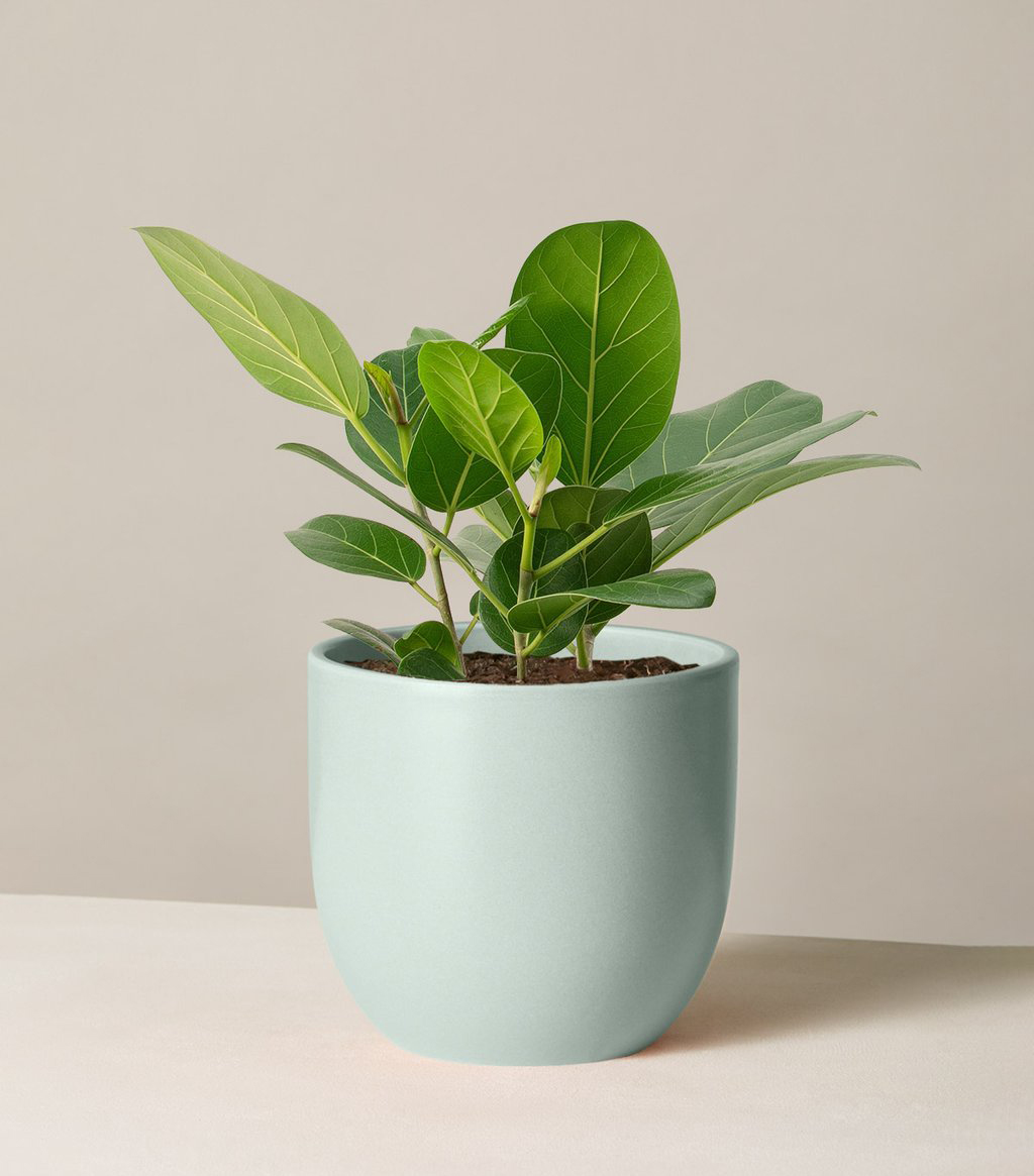The Sill + Ficus Audrey