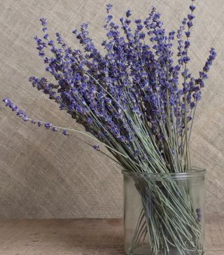 Roxanne's Dried Flowers + English Lavender