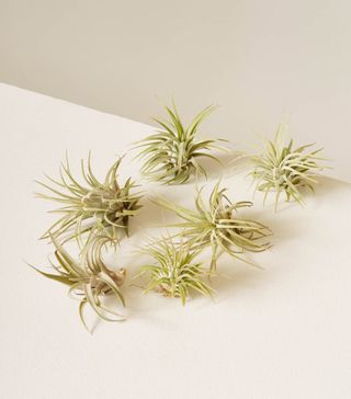 The Sill + Six Assorted Air Plants