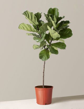 The Sill + Large Fiddle Leaf Fig Tree