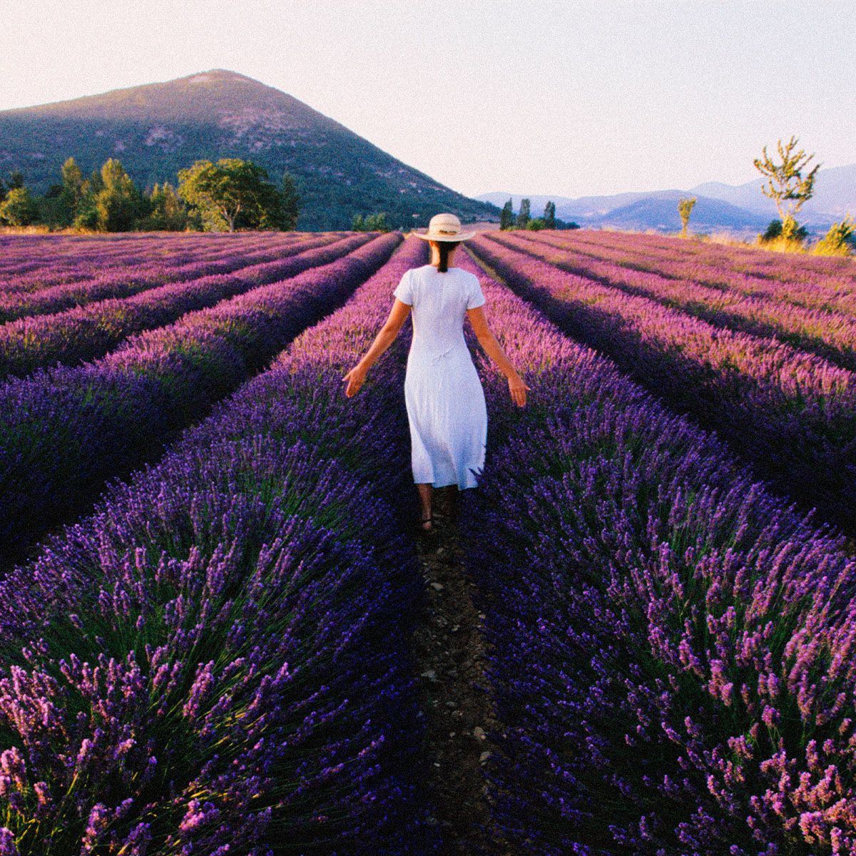 Sweet discount lavender perfume