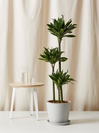 Bloomscape + Potted Dracaena Green Jewel Indoor Plant