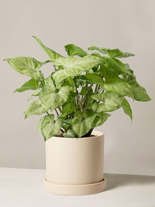 The Sill + Arrowhead White Butterfly Potted Plant