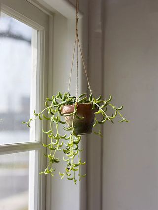 Terrain + Faux Succulent in Hanging Pot