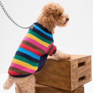 Gap + Happy Stripe Dog Sweater