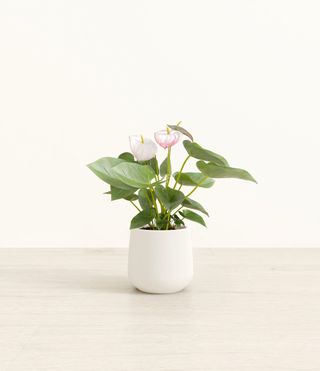Easy Plant + White Heart Anthurium