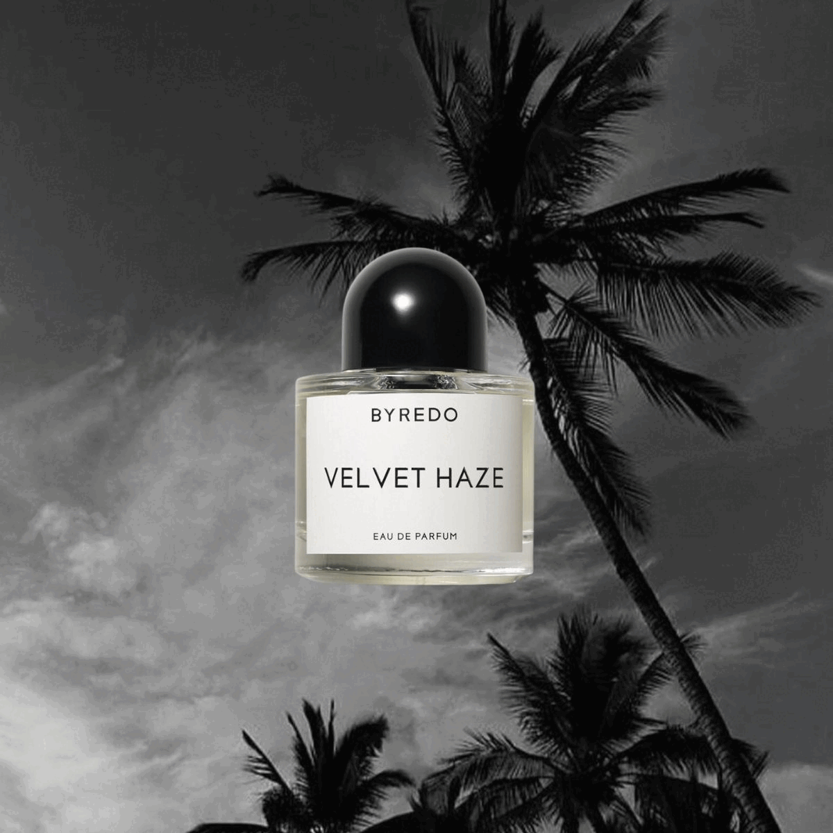 coconut-perfumes-308023-1687970277129-square