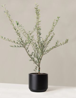 The Sill + Large Olive Tree