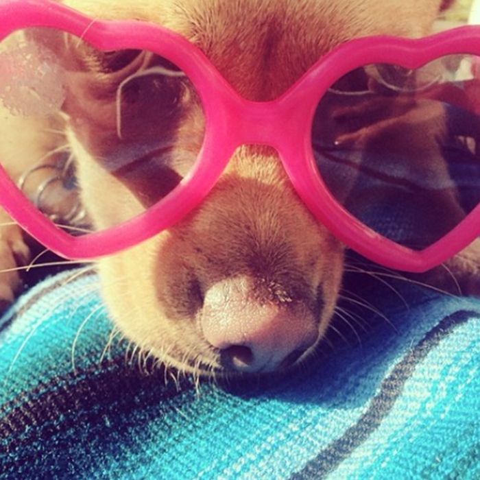 These Stylish Dogs on Instagram Will Make Your Day | Who What Wear