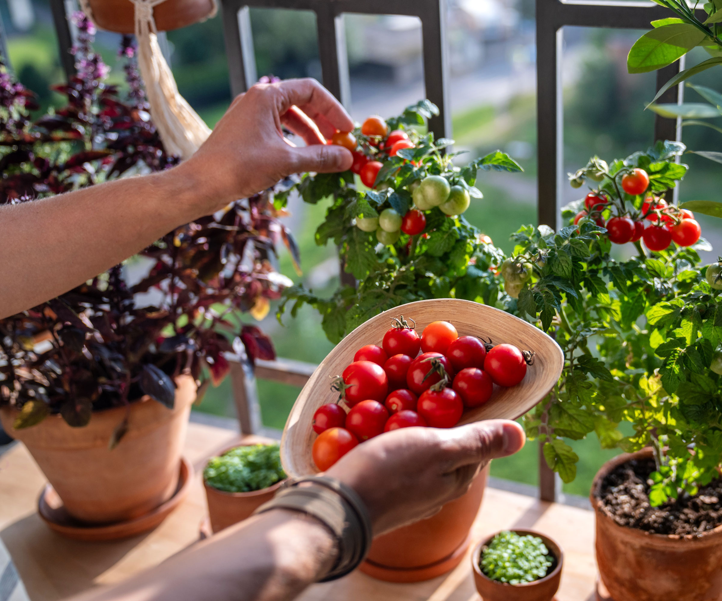 tomatoes being picked from plant on balcony with purple basil