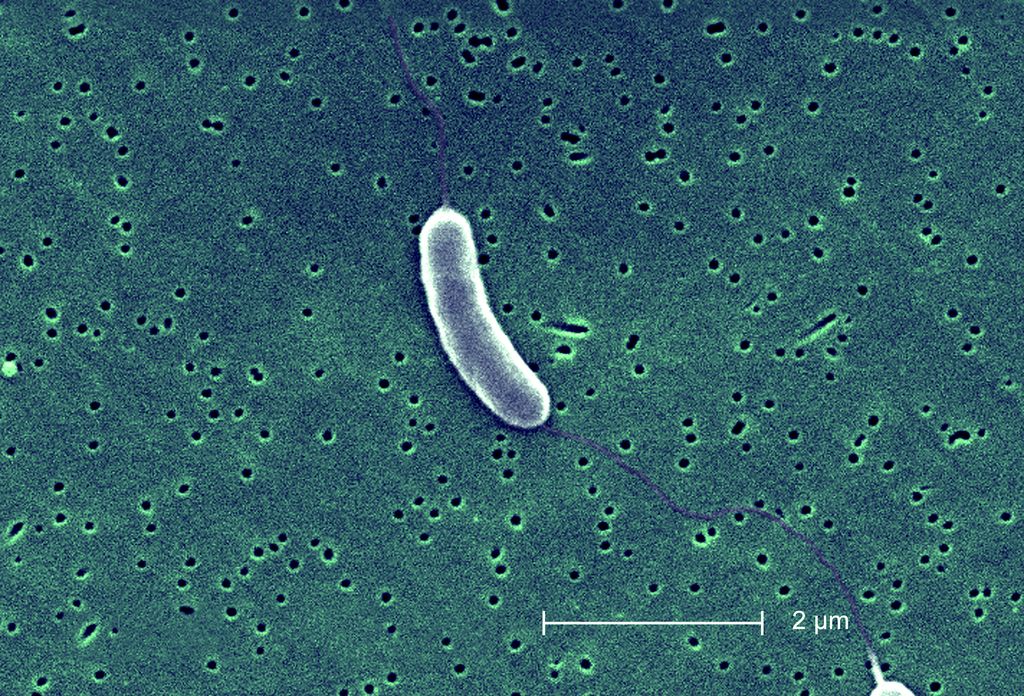 The Link Between Climate Change And Flesh Eating Bacteria Live Science