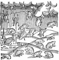 strange weather, raining frog