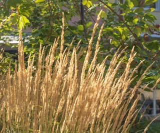 The yellow spikes of Calamagrostis ornamental grass