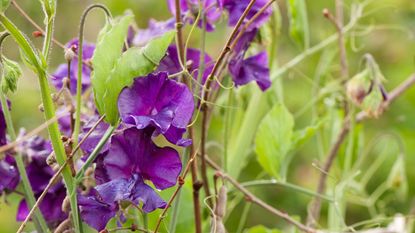 sweet pea varieties &#039;Blue Velvet&#039;