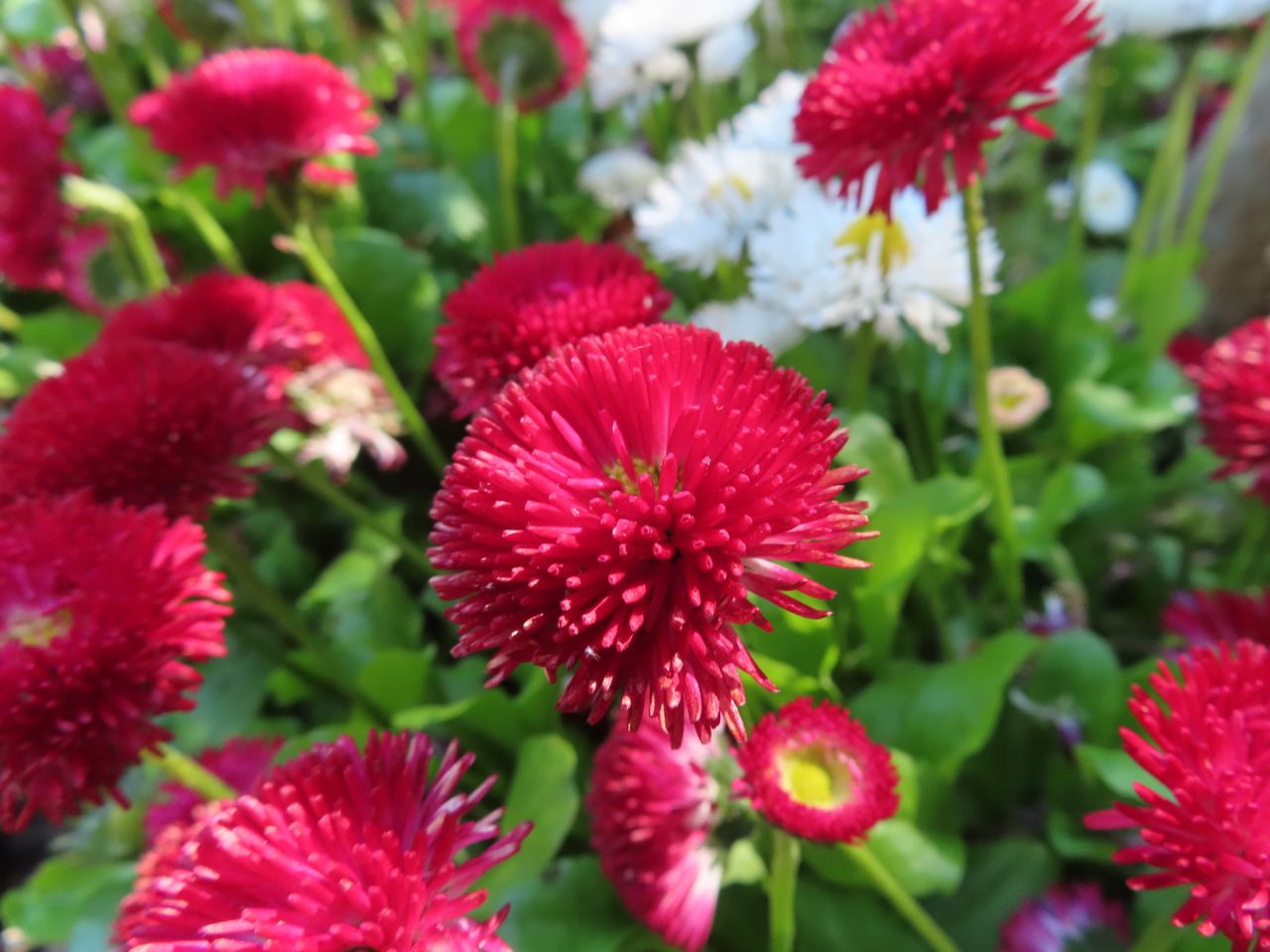 Canon PowerShot SX740 HS at 4.3mm, f/3.5, 1/125 sec, ISO250