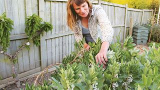 how to grow broad beans: pinching tips to prevent blackfly