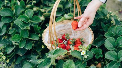 using companion plants for strawberries for bumper crop