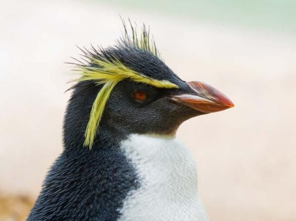 Photos of Flightless Birds: All 18 Penguin Species: Page 2 | Live Science