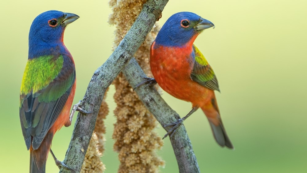 Two painted bunting birds sitting on separate branches.