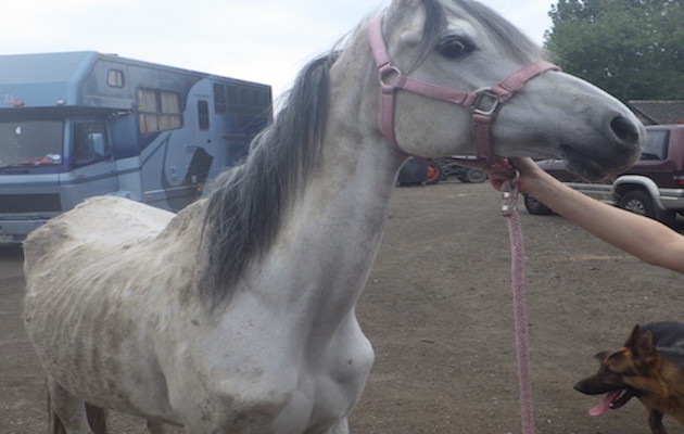 RSPCA-Blossom-copy.jpg