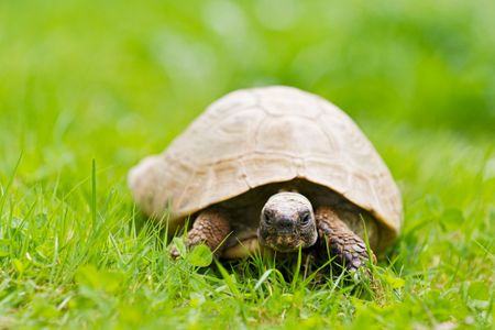 The festive offering of Brideshead Revisited’s Rex Mottram was a diamond-encrusted tortoise.