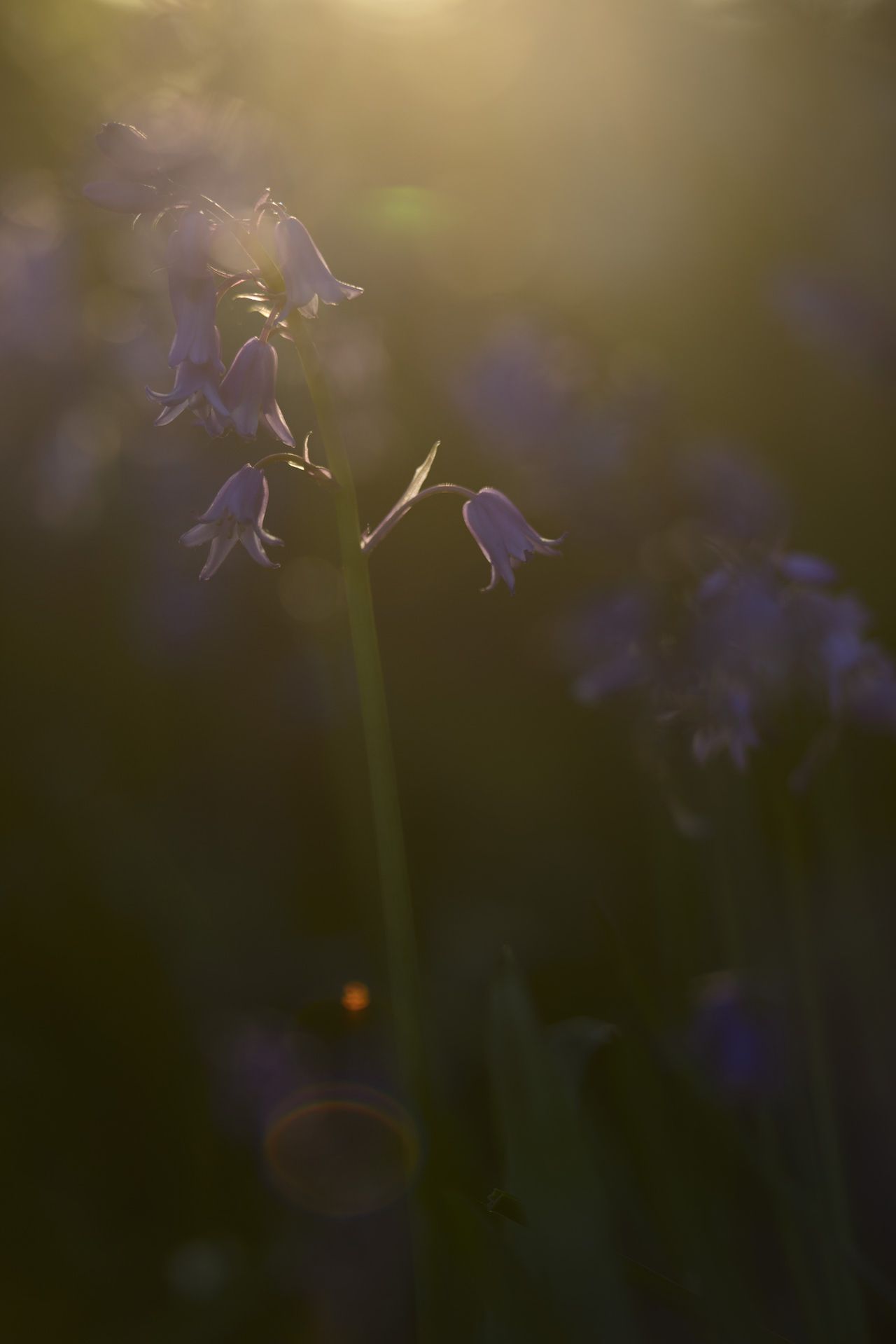 Bluebell woodland scene