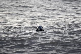 A seal in the ocean.