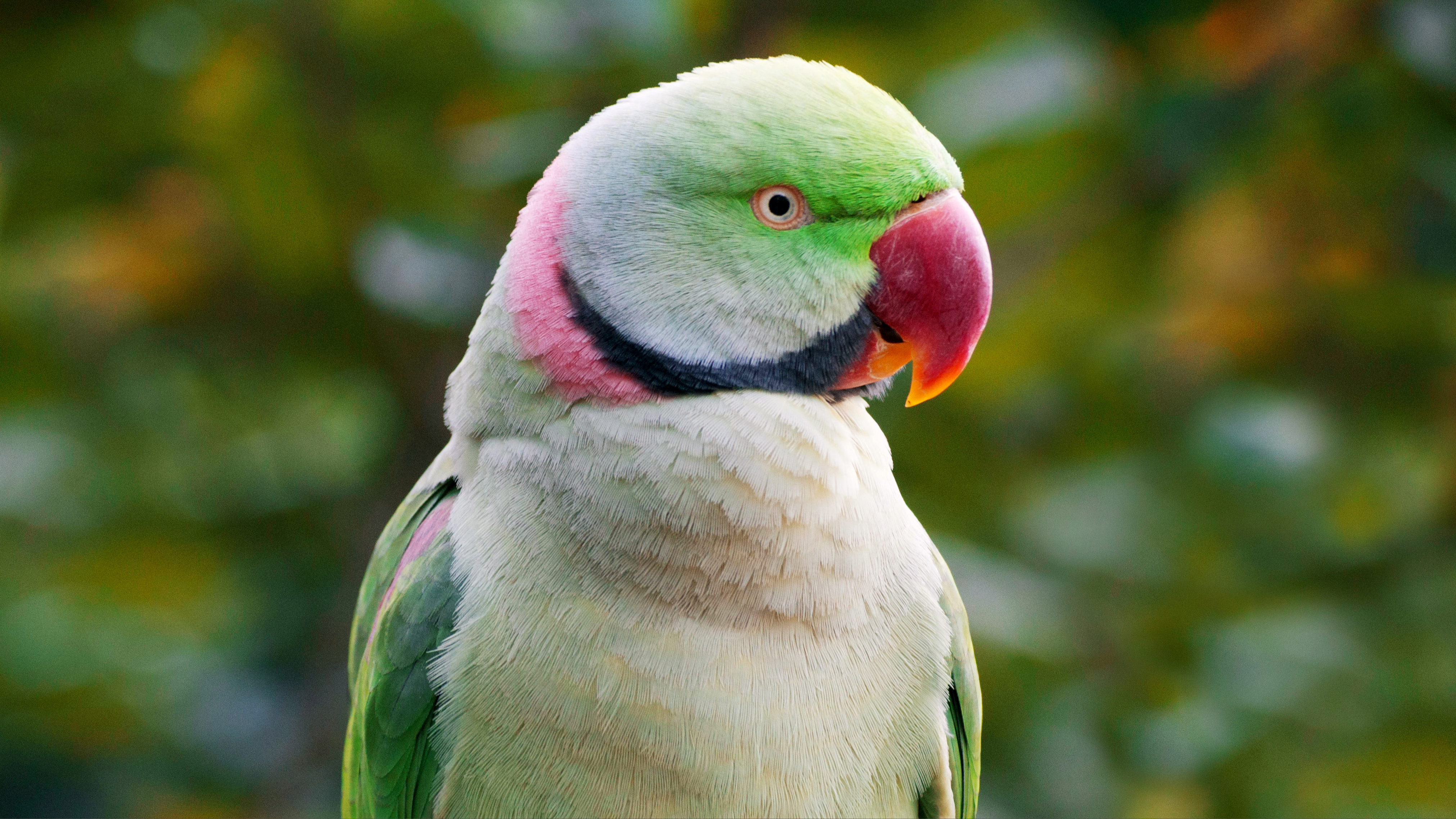 Indian Ringneck Parakeet