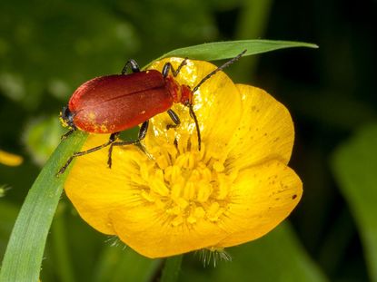 Red Beetle Pollinating Yellow Flower