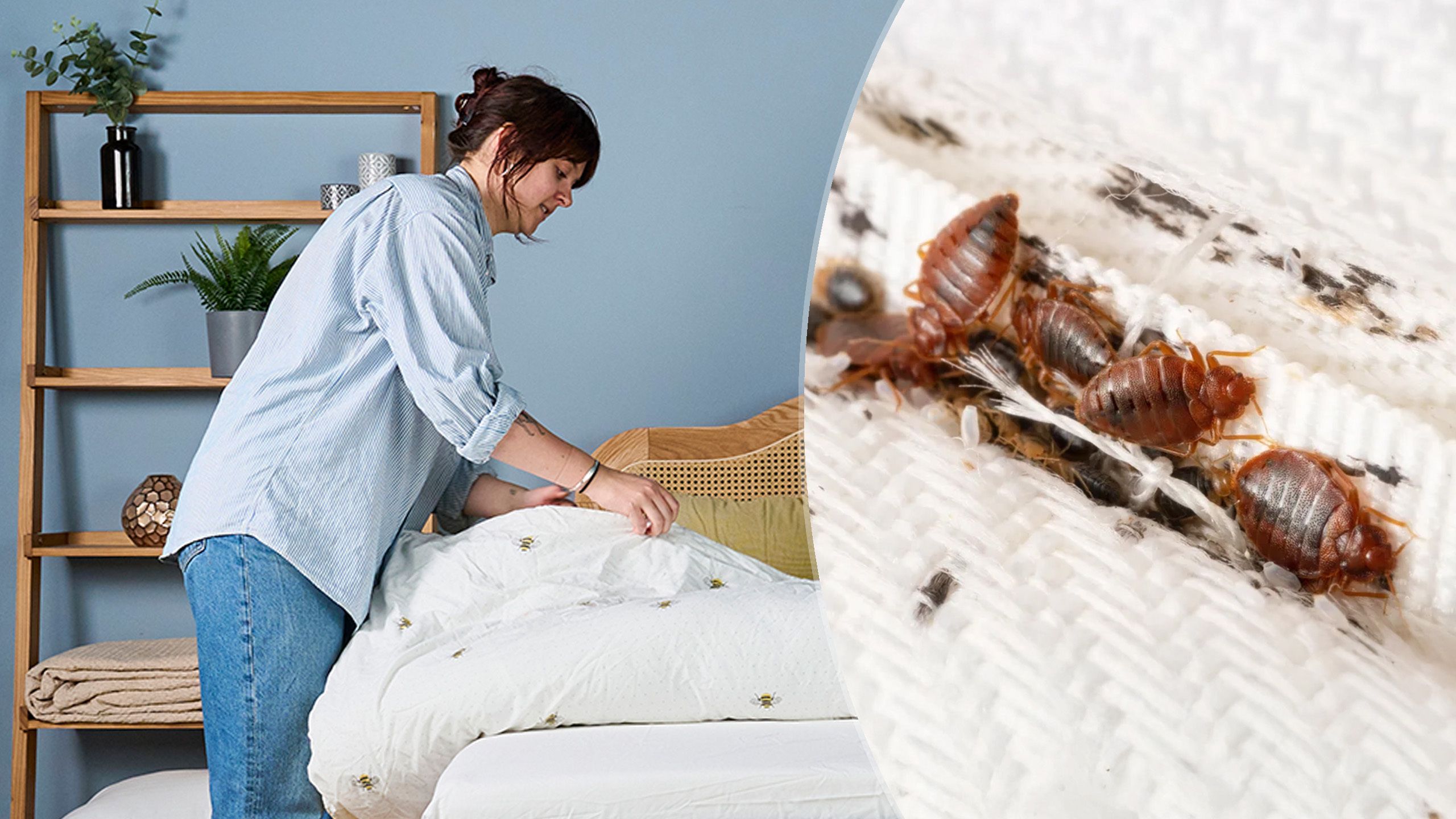 4 key factors that drive bed bugs to your mattress, pest expert reveals