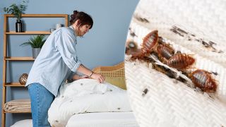 A dark haired woman wearing a pale denim shirt and blue jeans removes the sheets off of a bed, which is set within a neutrally decorated bedroom. Overlaid on top to the right is a close up image of reddish brown oval-shaped bed bugs.
