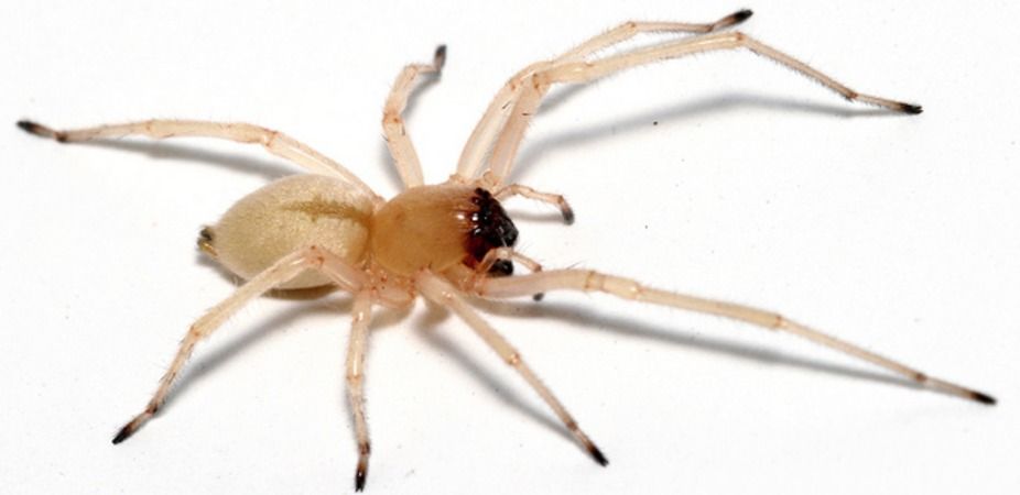 Yellow sac spider, mazda, gasoline, gas tank, spider invasion