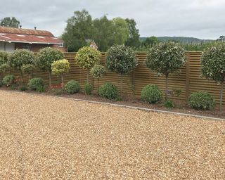 topiary trees alongside fence and gravel driveway
