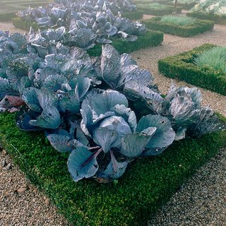 a classic garden bed with foliage and cabbages