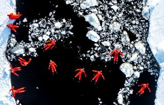 People floating in red suits in frozen water in the Baltic Sea