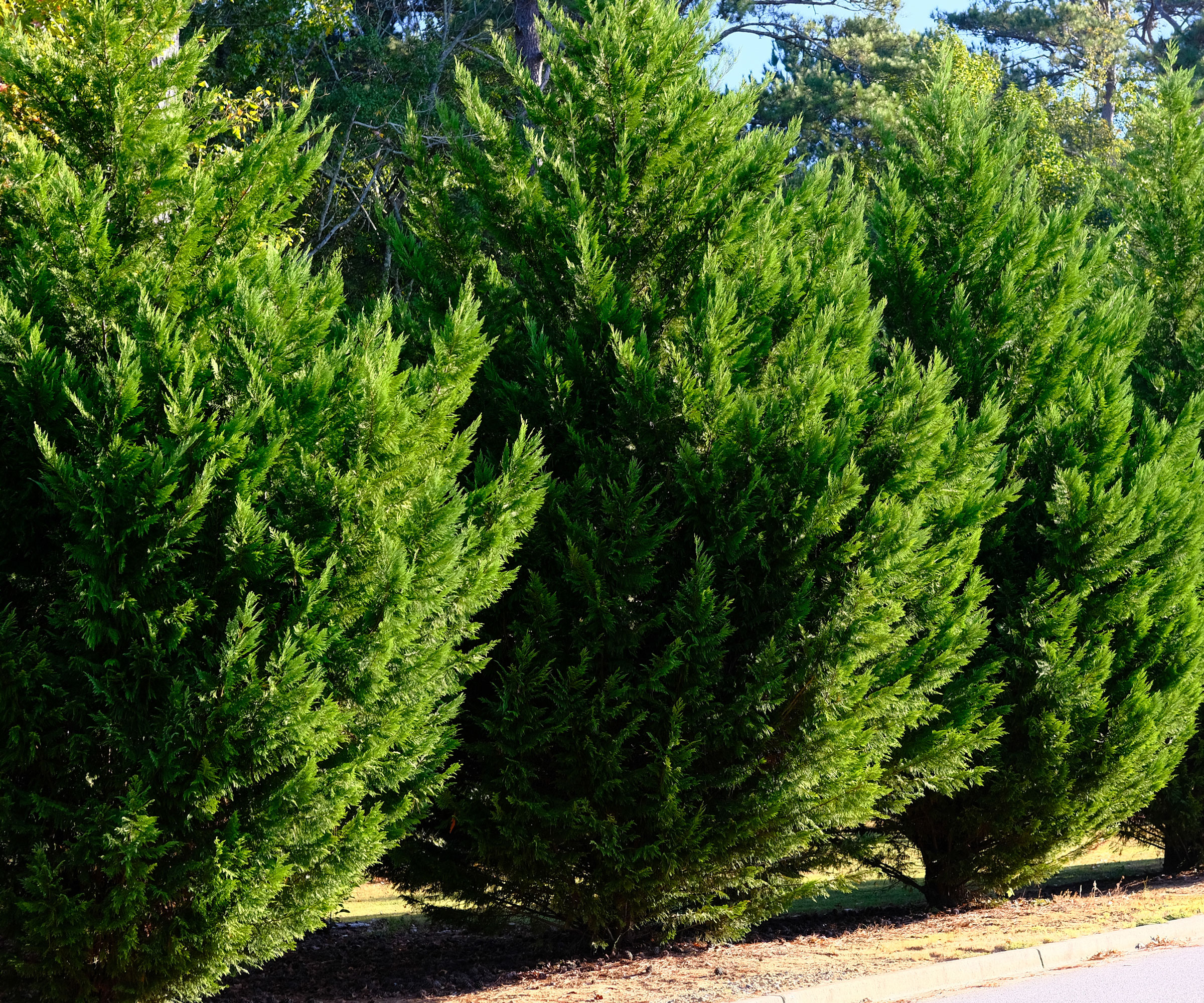Leyland cypress trees growing in a row as hedge
