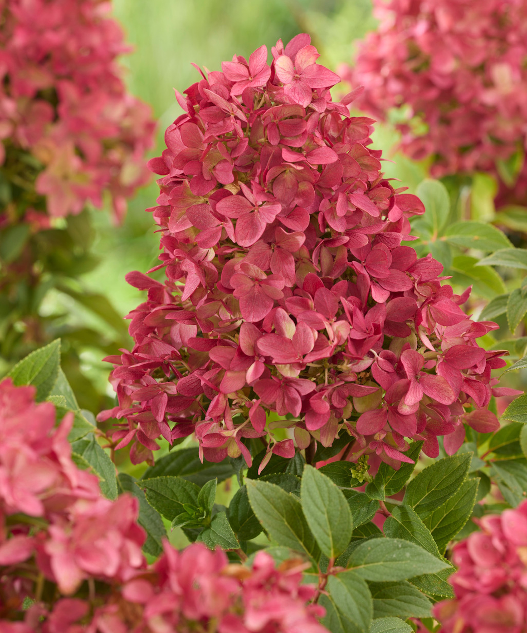 Plant Addicts Ruby Groundbreaker Hydrangea