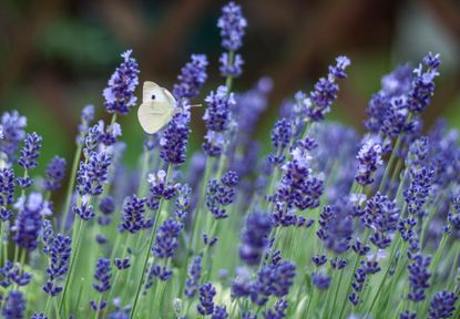 Growing lavender: Lavender, by Csaba Talaber