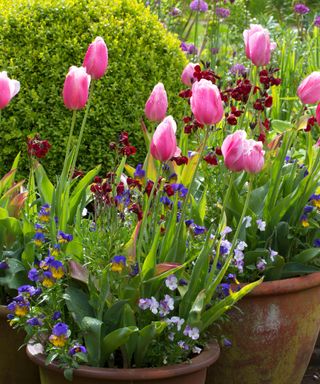pink tulips planted in terracotta pots with other flowers